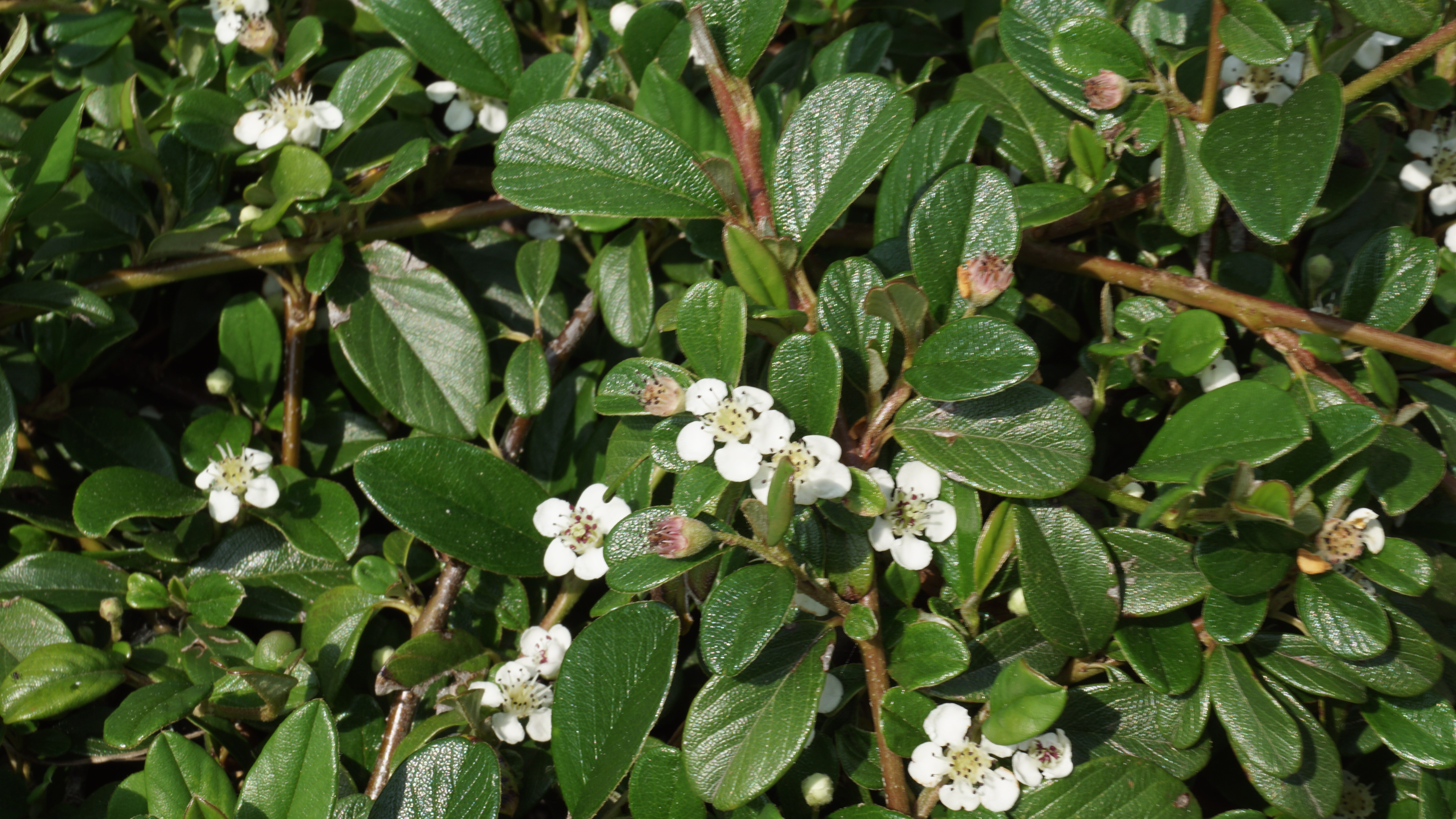 Cotoneaster radicans Eichholz_01